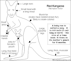 Kangaroo Printout Enchantedlearning Com