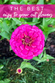 Cut Flowers To Grow In Your Cutting Garden
