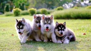 puppies wallpapers backiee