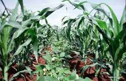 The Best Post Emergence Herbicide for Maize and Beans -