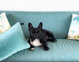 On average, a french bulldog may cost anything between $1,500 to $8,000. How Much Do French Bulldogs Cost And Why Are They So Expensive