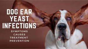 dog ear yeast infections amazing