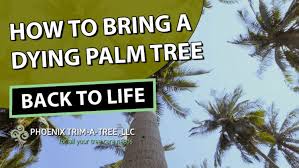 How To Bring A Dying Palm Tree Back To