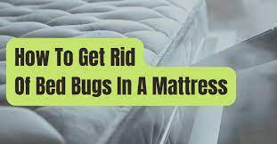 Get Rid Of Bed Bugs In A Mattress