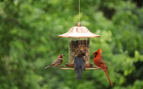 How To Attract Birds To Your Yard In 9