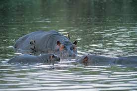 Les hippopotames - One Voice