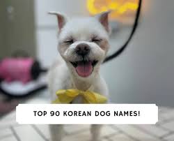 Looking for a chinese name for your new dog? Top 90 Korean Dog Names Male And Female 2021 We Love Doodles