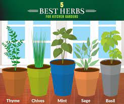 herb garden in kitchen herbs indoors