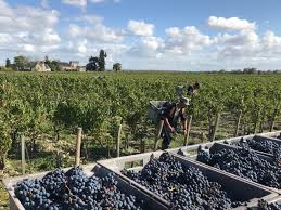Bordeaux 2019 Weather And Harvest Report London Barrelhouse