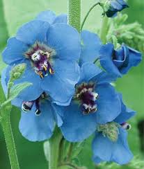 Blue perennial flowers zone 6. Pin On Gardening Nature