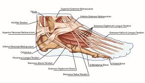Brings leg back to and across body. Foot Anatomy Tendon Muscle Bone Foot Angle Hand Foot Png Pngwing