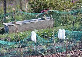 Keep Birds Out Of The Vegetable Garden