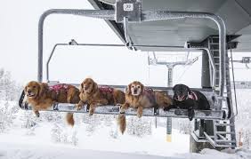 dog friendly ski chalets