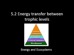 5 2 energy transfer between trophic