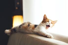 Why is my cat sneezing blood. Coughing Cat 11 Common Causes And How To Help Great Pet Care