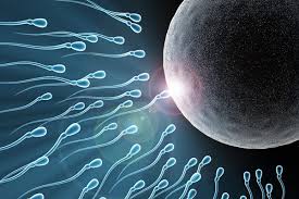 「sperm」の画像検索結果