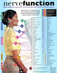 Spinal Nerves Function Nerve Function Subluxation Chart