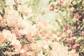 Write name on rose note facebook cover pix. Pretty Flowers Via Facebook Image 1242924 On Favim Com