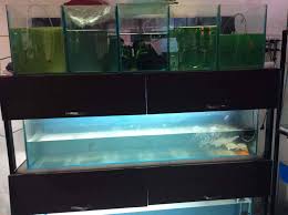 Visit the telford, pa pet supplies plus neighborhood pet store near you. Arora Fish Aquarium Pet Shop Dogran Mohalla Pet Shops In Hissar Justdial