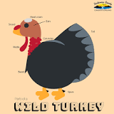 do-turkeys-have-feathers-on-their-head