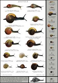 Land Snail Identification Snail Insects British