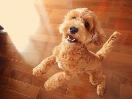How Much Exercise Does A Cockapoo Spoodle Need Barkercise