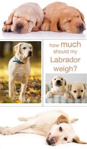 Labrador Weight Charts How Much Should My Labrador Weigh