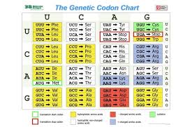 Genetic Codon Chart