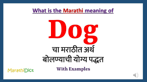 dog meaning in marathi dog म हणज