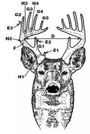 Deer Antler Scoring Need To Learn This So I Know What Dan