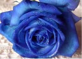 roses are blue