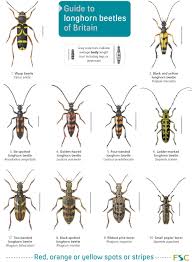 Guide To Longhorn Beetles Of Britain