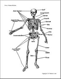 Bone Diagrams Human Skeleton Labeled Abcteach
