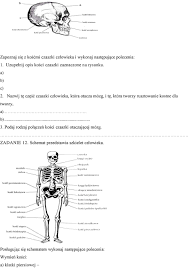 Układ ruchu, skóra Zadanie 1. (1 pkt) Schemat przedstawia fragment  szkieletu człowieka. - PDF Free Download
