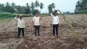 A Farmer From Maharashtra Suresh Kabade Grew 100 Tonnes Of 20 Foot