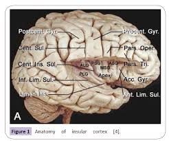 insular cortex and insular epilepsy