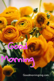 Check spelling or type a new query. Beautiful Good Morning Rose Flowers And Coffee Images Hd For Whatsapp And Facebook