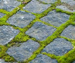 How To Get Rid Of Moss From Pavers Dm