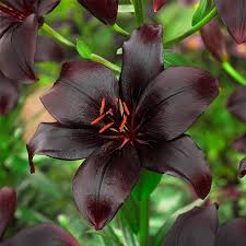 black charm asiatic lily naturehills com