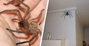 Around 12 months later, the spider is easily the size of a dinner plate. Man Lets Giant Huntsman Spider Live In His Home For A Year Unilad