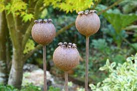 Three Rusty Metal Poppy Seedhead Garden