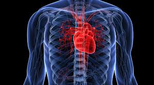 Luva robótica ajuda funcionamento de coração doente – Reilly Rangel