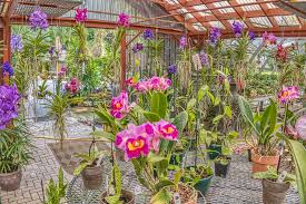 r f orchids nursery and s