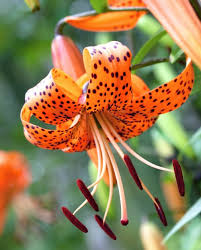 tiger lilies one of first asiatic bulbs