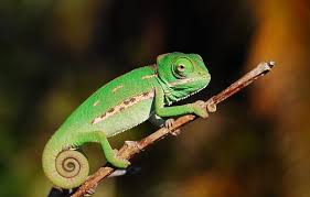 Are veiled chameleons good pets? Veiled Chameleon Facts Habitat Diet Baby Pet Care Pictures