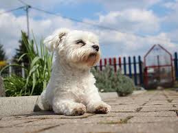 maltese dog breed characteristics