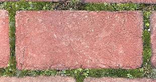 Garden Q A On Growing Moss In Pavers