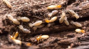 termites without tenting