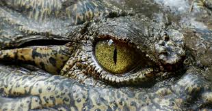No Crocodiles Are Not Immortal Natural World Earth