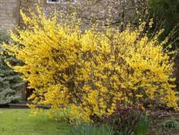 Expert Advice On Growing Forsythia In